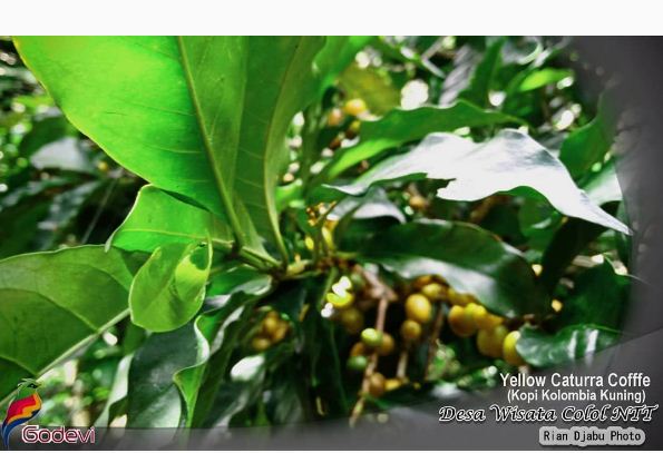 11. Colol Vuillage, Rian Djabu