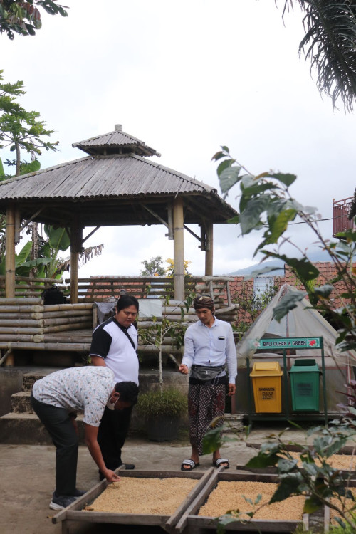 Mengenal Lebih Dekat Olahan Kopi Khas Desa Catur