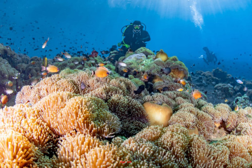 Snorkeling With Beautiful Underwater Scenery In Tulamben